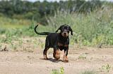 DOBERMANN 722